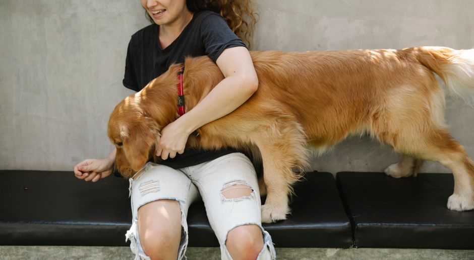 Un chien attentif regarde son maître pendant une séance d'éducation