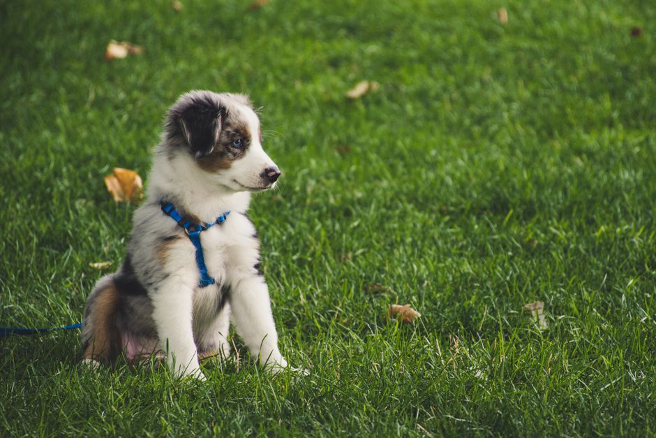 Un chiot pendant l'apprentissage de la propreté